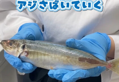 アジをさばきました🐟🔪